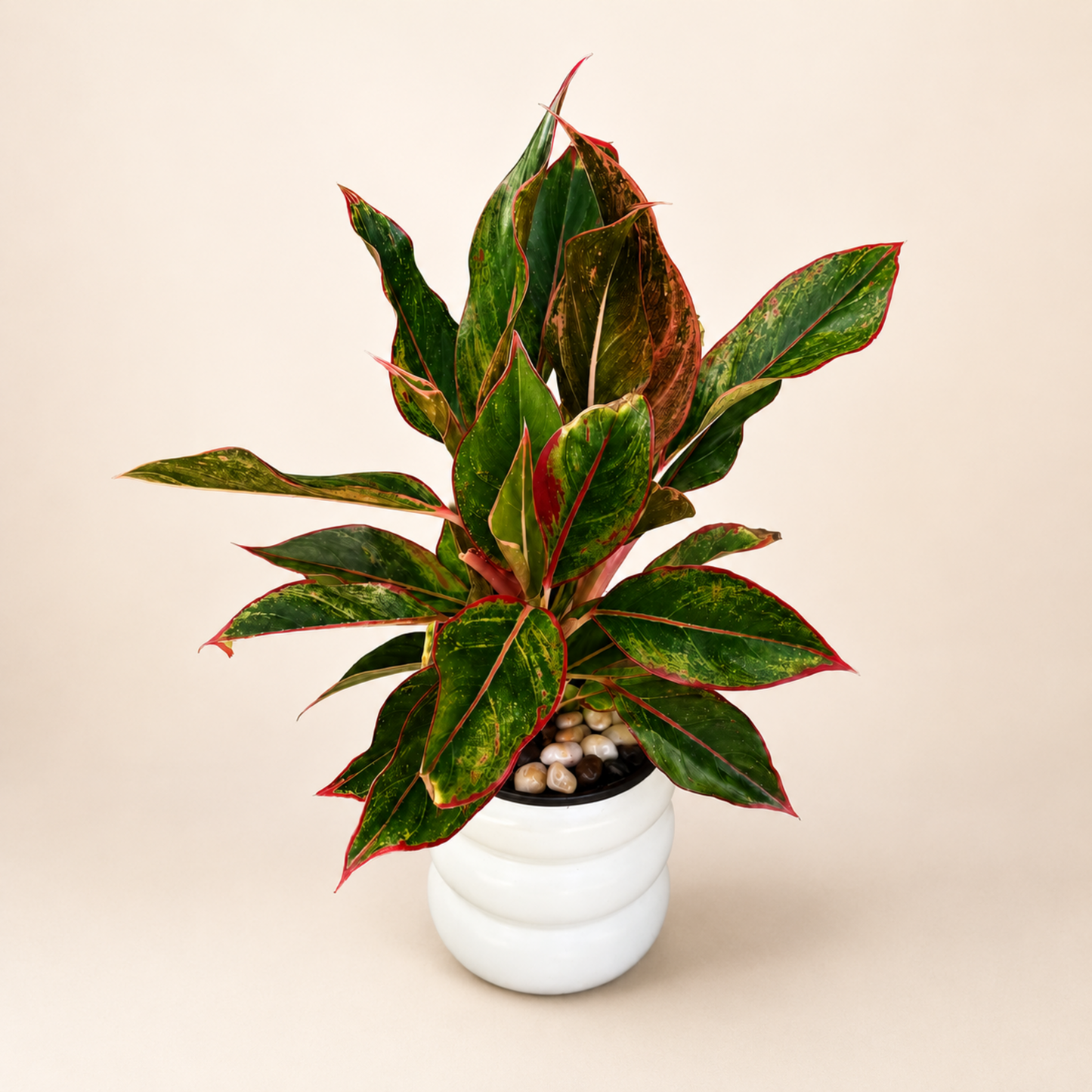 Aglaonema Plant