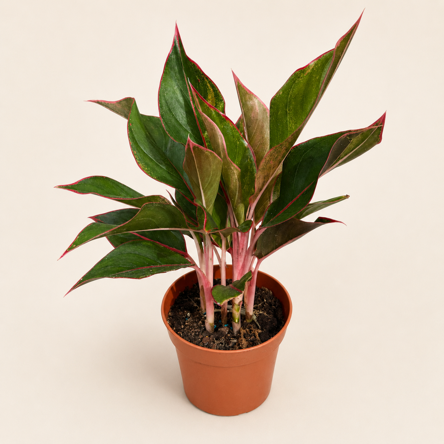 Aglaonema Plant