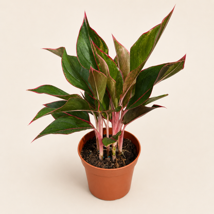 Aglaonema Plant