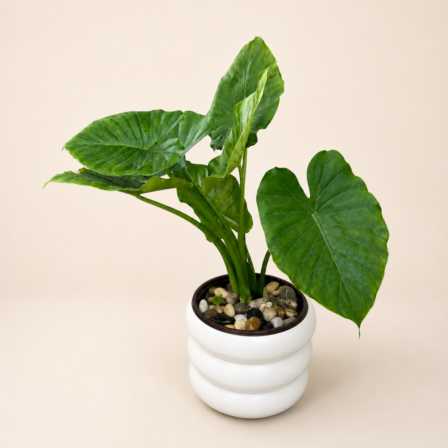 Elephant Ear Plant