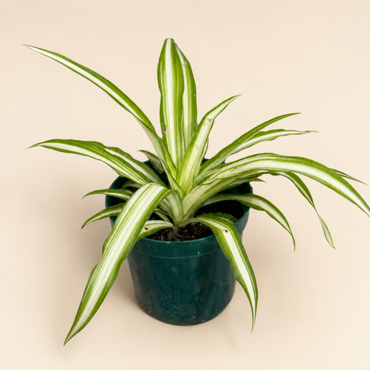 Spider Plant